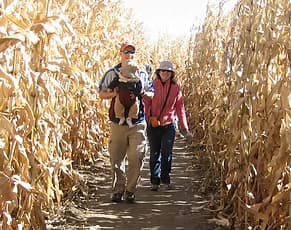 Guests walking through the sunlit corn maze