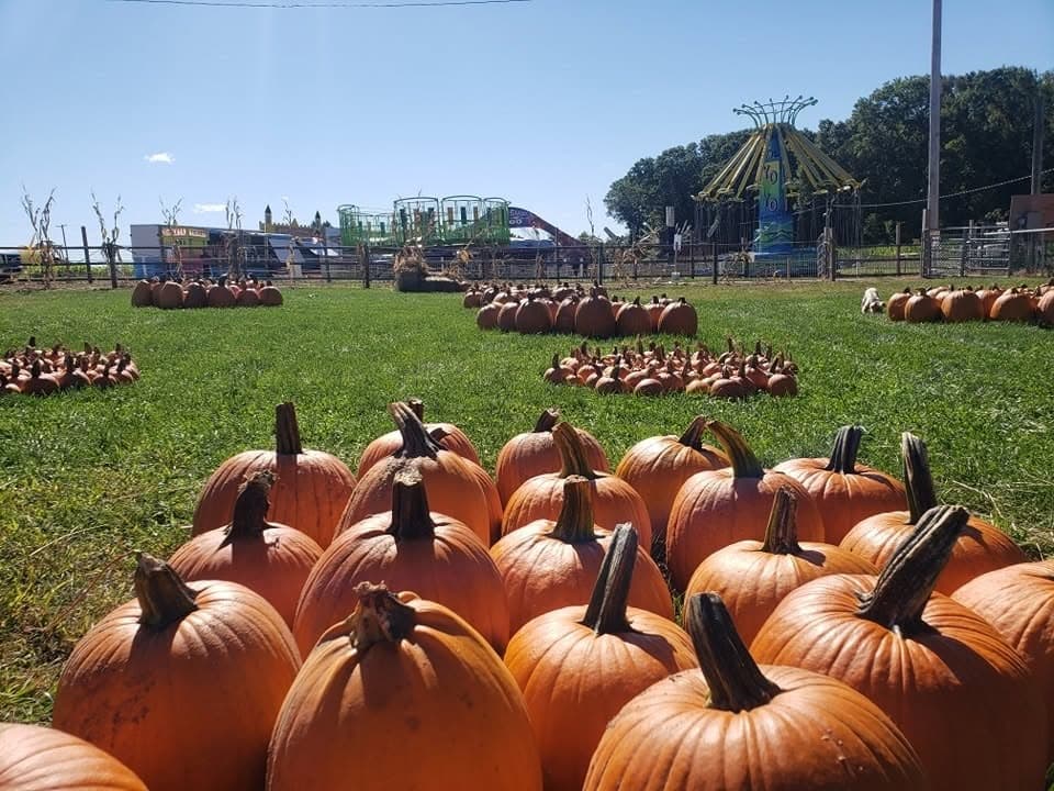 Rows of orange pumpkins in a green field with carnival rides behind