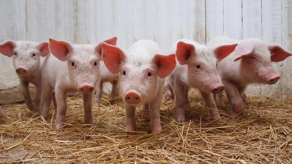 Row of piglets standing in fresh straw