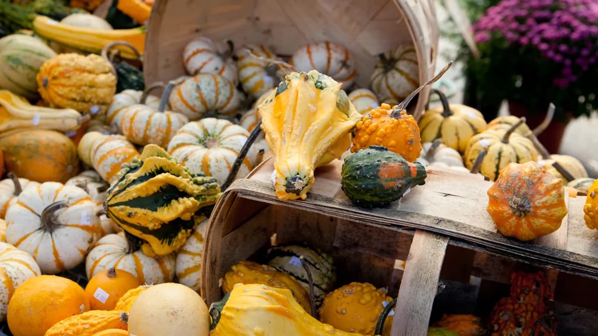 Bushel basket spilling gourds and mini pumpkins beside potted mums