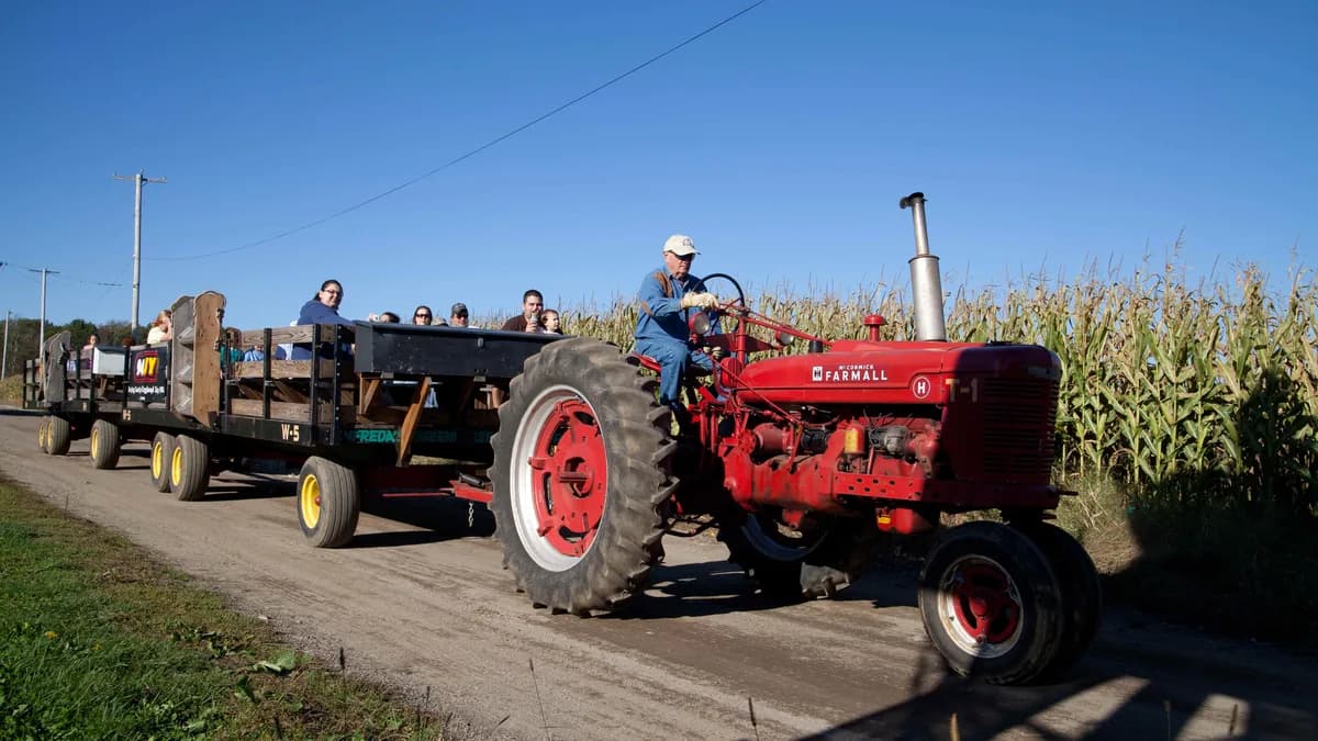 Vintage red Farmall tractor pulling wagons of guests past a cornfield