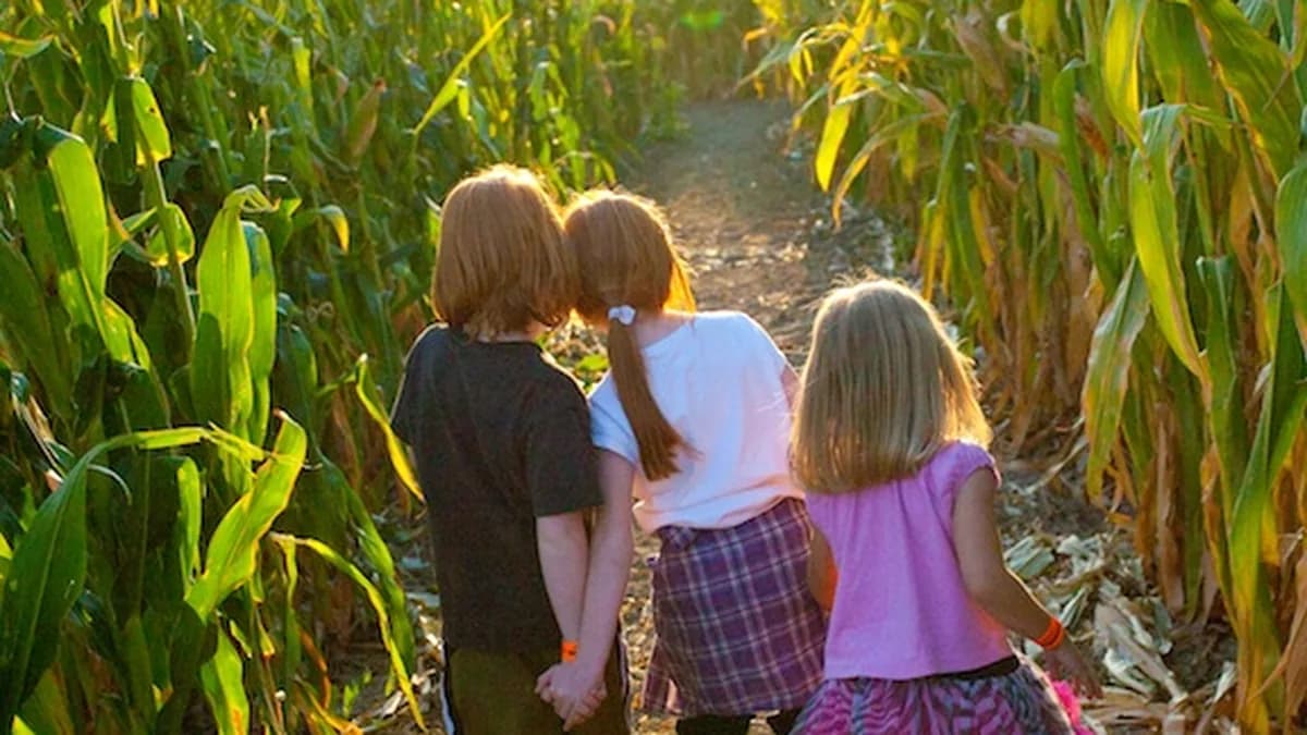 Three children walking a sunlit path through the corn maze
