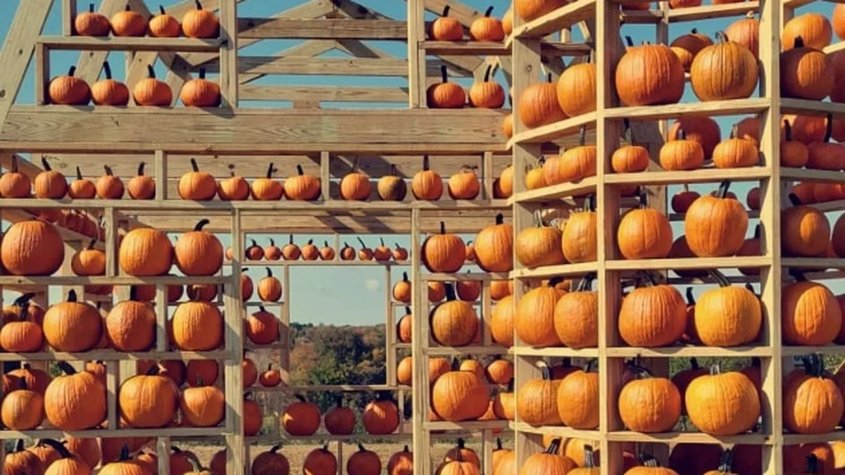 Wooden barn frame stacked wall-to-wall with hundreds of orange pumpkins