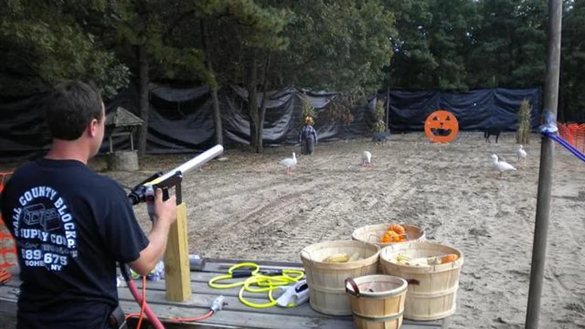 Guest firing the tomato cannon at pumpkin targets across the field